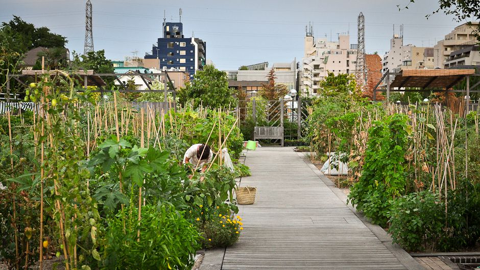 Greening the Concrete Jungle: The Essentials of Urban Gardening