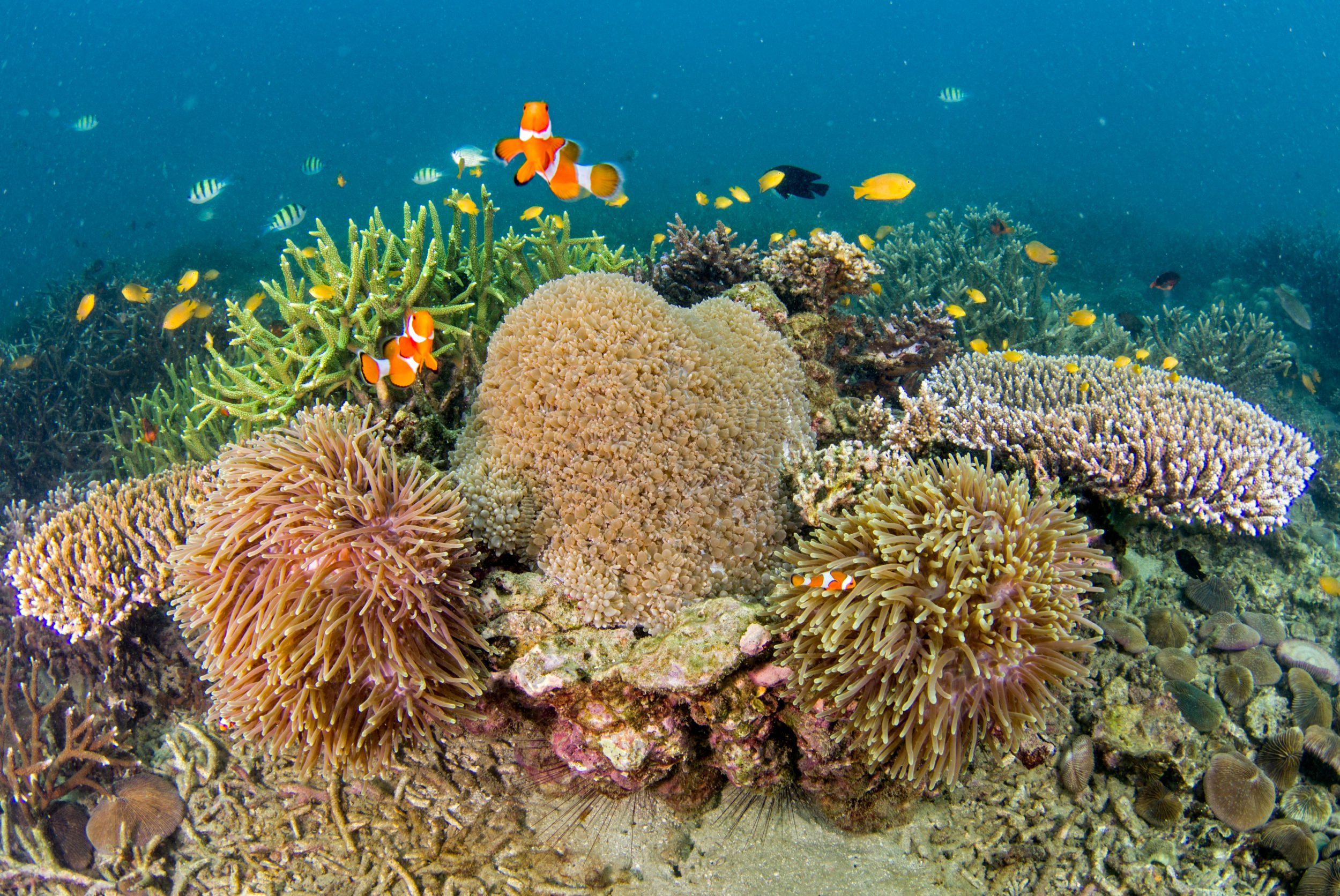The Marine Biology Imperative: Safeguarding Our Oceans